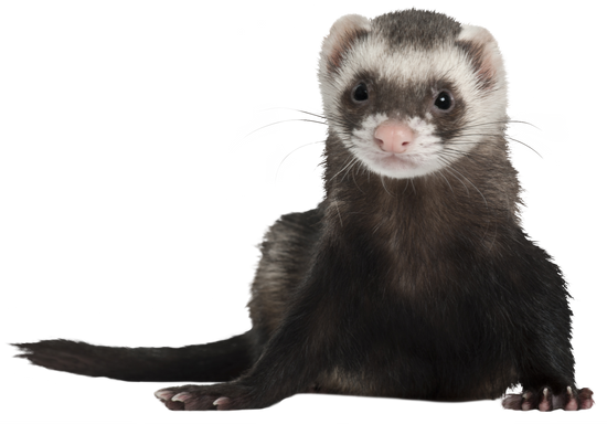 Ferret, 2 Years Old